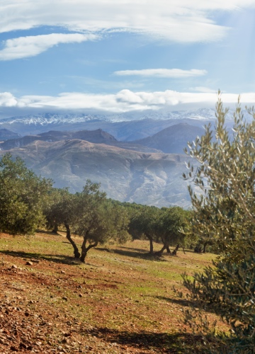 Argan Oil Hair Benefits Detail 2